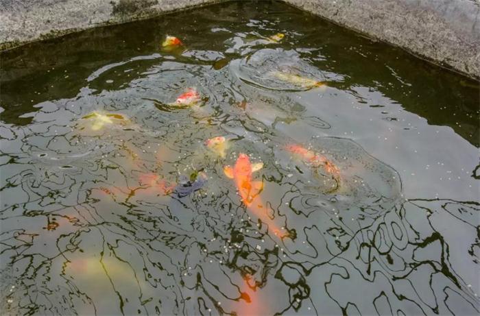 鉴黑担保网(jhdbw)·最具权威唯一维权担保平台